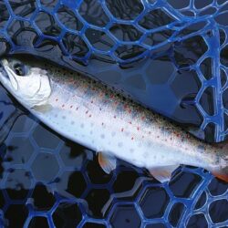 表層で大型ボッコボコ ～岡崎トラウトポンド～